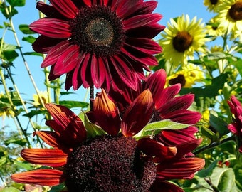 May include: Close-up of deep burgundy sunflowers with dark brown centers against a bright blue sky. The petals have a velvety texture, and the flowers are in various stages of bloom. Yellow sunflowers are visible in the background.