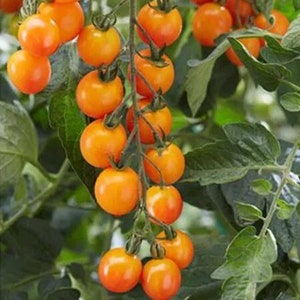 50 Tutti Frutti Sweet Mandarin Tomato Seeds. Ships free