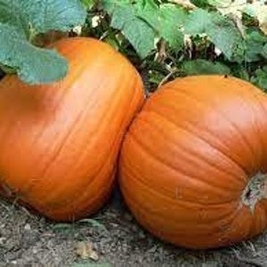 May include: Two large, orange pumpkins with a ribbed texture. The pumpkins are sitting on the ground next to some green leaves.