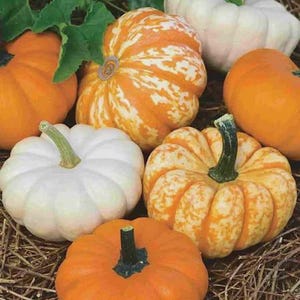 May include: A collection of various pumpkins in shades of orange, white, and yellow. The pumpkins have different shapes and sizes, with some featuring green stems and speckled patterns. The pumpkins are arranged on a bed of dried straw.