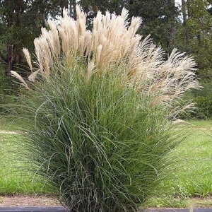 30 Miscanthus Chinese Silvergrass Seeds. Ships free