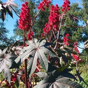 May include: A close-up of a red flowering plant with large, dark green leaves. The plant is growing outdoors in a garden setting.