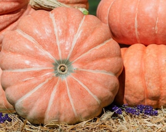 10 Summer Sky Pumpkin Seeds. Ships free