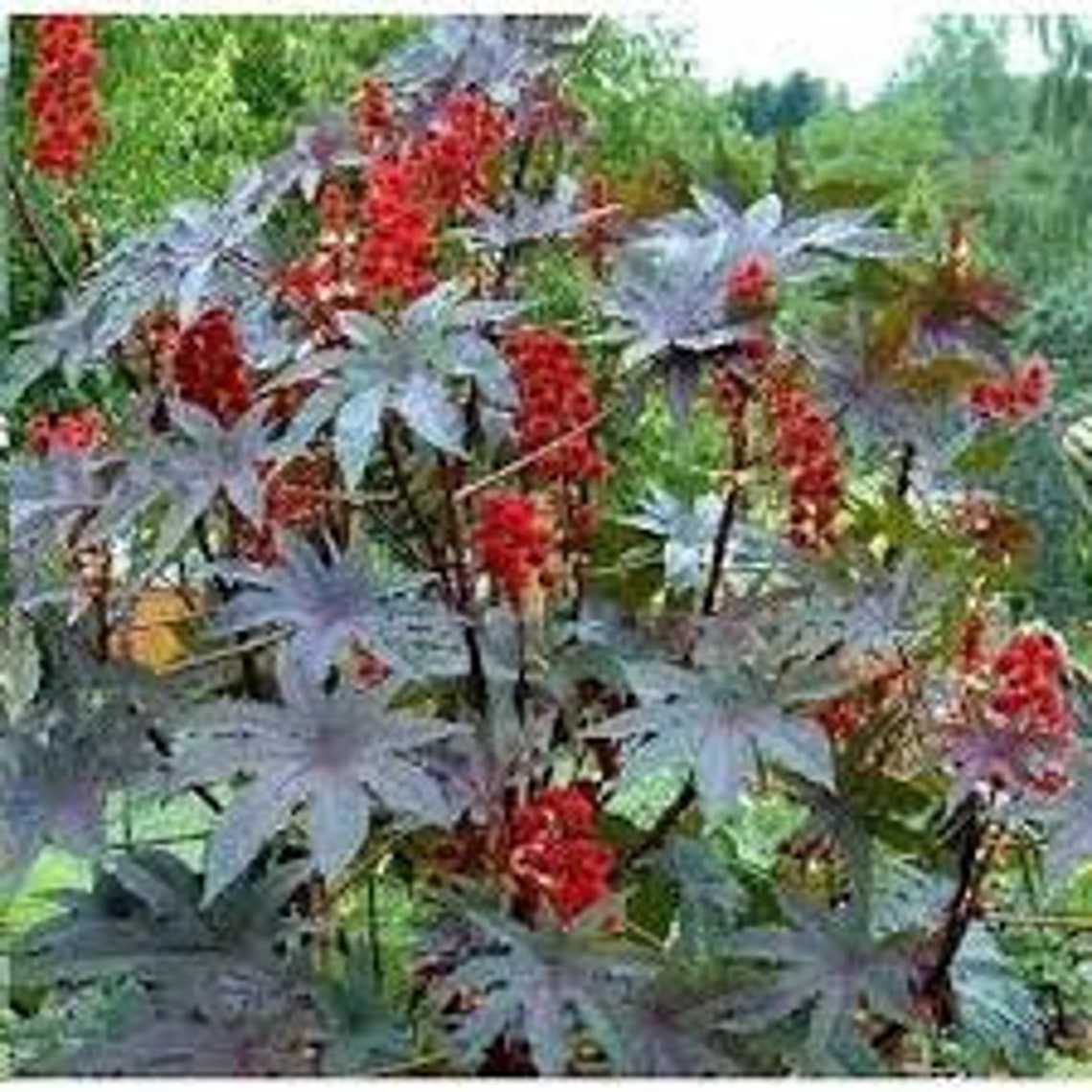 25-castor-bean-ricinus-seeds-ships-free-etsy