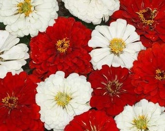 100 Stop Sign Zinnia Mix Seeds. Ships free