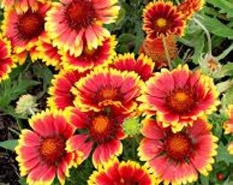 200 Indian Blanket Seeds. Ships free