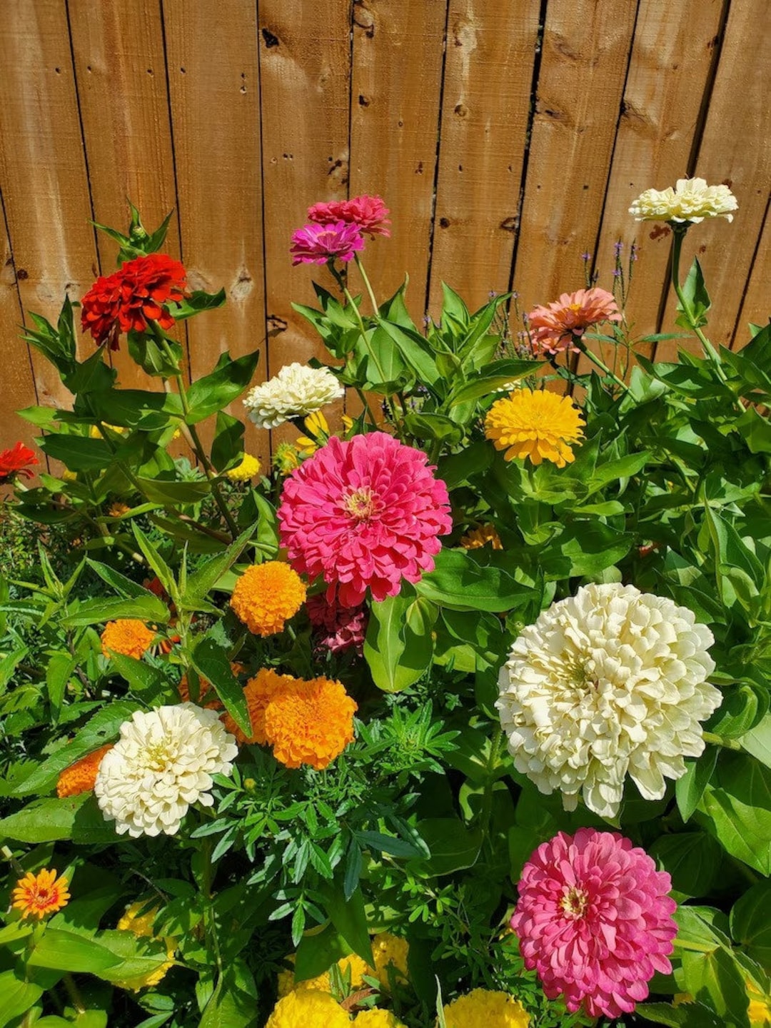 100 Giant Double Zinnia Mix Seeds. Ships Free - Etsy