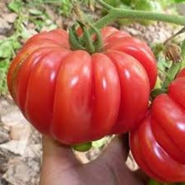 40 Mushroom Basket Tomato Seeds. Ships free