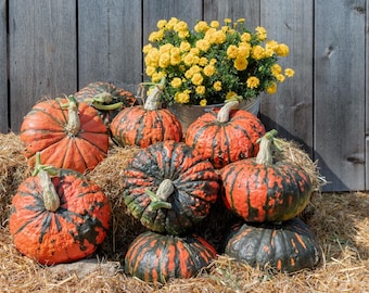 10 Dragonfire Pumpkin Seeds. Ships free.