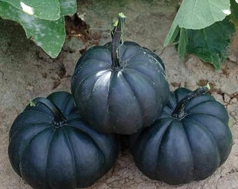 10 semillas de calabaza Black Kat. Envío gratis