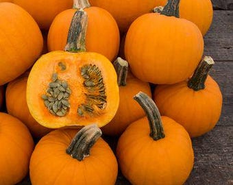 10 Pie Pumpkin Seeds. Ships free
