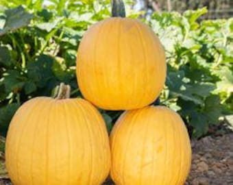 10 Lemonade Pumpkin Seeds. Ships free