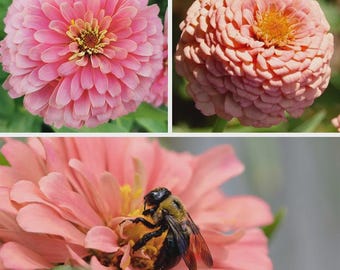 100 Bubblegum Zinnia Seeds Mix. Ships free.