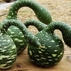 May include: Four green gourds with curved necks and speckled patterns. The gourds are arranged on a wooden surface, with a background of straw and other natural elements. The gourds have a unique shape and texture.