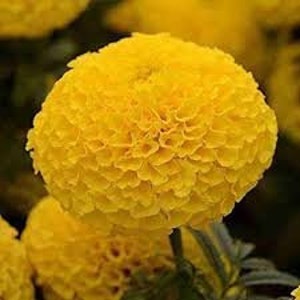 May include: A close-up of a bright yellow marigold flower with many petals. The flower is in full bloom and has a round shape.