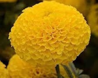 100 Yellow Inca Marigold Seeds. Ships free.