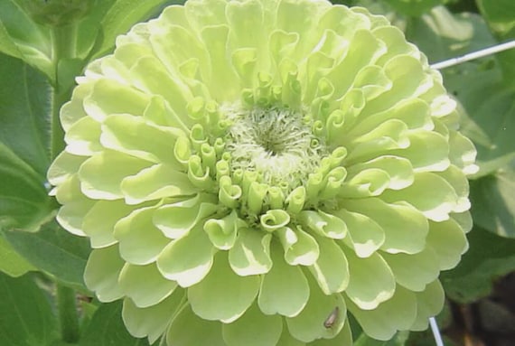 100 Key Lime Pie Zinnia Seeds. Ships free