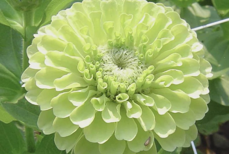 K&ouml;nnte beinhalten: Nahaufnahme einer hellgr&uuml;nen Zinnienbl&uuml;te in voller Bl&uuml;te. Die Blume hat mehrere Schichten weicher, abgerundeter Bl&uuml;tenbl&auml;tter mit einem dicht gepackten Zentrum. Die Bl&uuml;tenbl&auml;tter sind hellgr&uuml;n und die Blume ist von gr&uuml;nen Bl&auml;ttern umgeben.