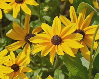 500 Black Eyed Susan Seeds. Ships free.