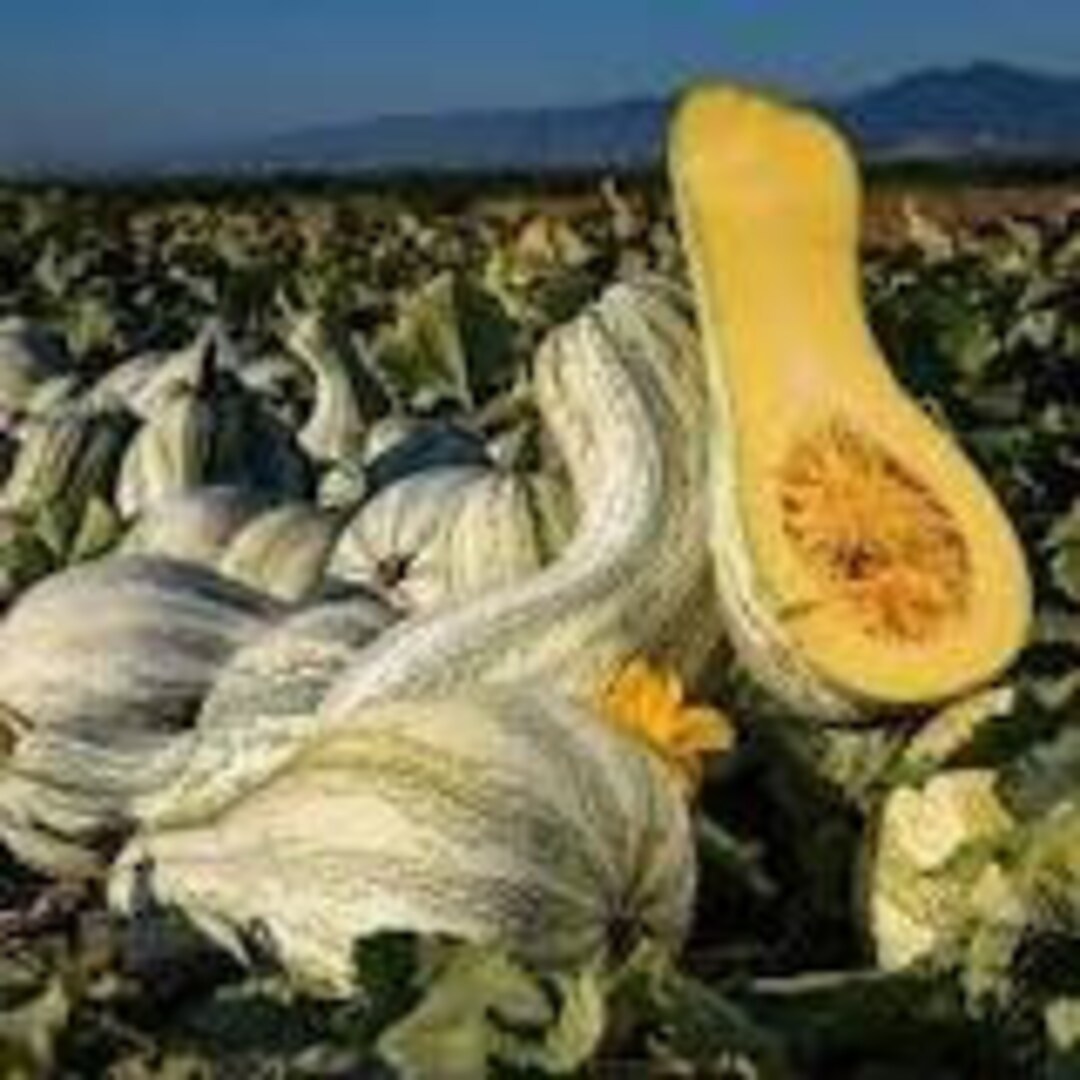 10 Tricolor Cushaw Pumpkin / Squash Seeds – Heirloom, Non-GMO, USA Grown (2025 Season)