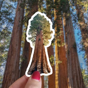Sticker Sequoia - Californie, Sticker parc national, General Sherman, Sticker voyage, Sticker journal, Sticker agenda, Sticker agenda