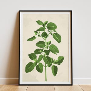 Minimalist Oregano Plant Illustration Poster Botanical Wall Art Print Kitchen Herb Poster
