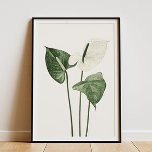 Anthurium Poster Minimalist Plant Print Boho Wall Art Botanical Illustration Tropical Leaf Modern Home Decor Anthurium Flower Art Print