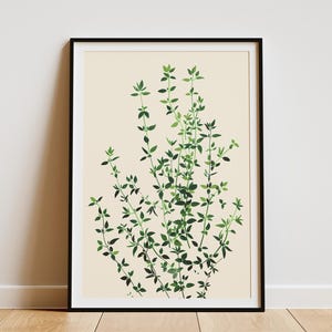 May include: A framed botanical print depicting thyme. The artwork shows a cluster of green thyme sprigs against a cream background. The print is in a black frame, suitable for home decor. The frame measures approximately 50 cm x 70 cm.