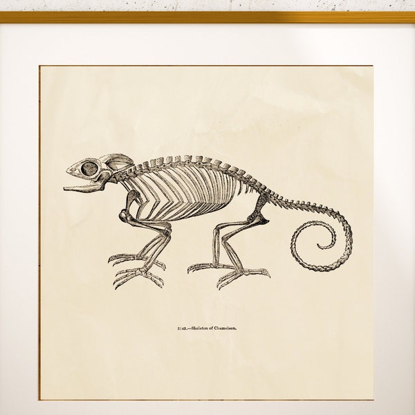 Vintage Chameleon Skeleton 1800s Science Illustration Printable Instant Download Image Clip Art