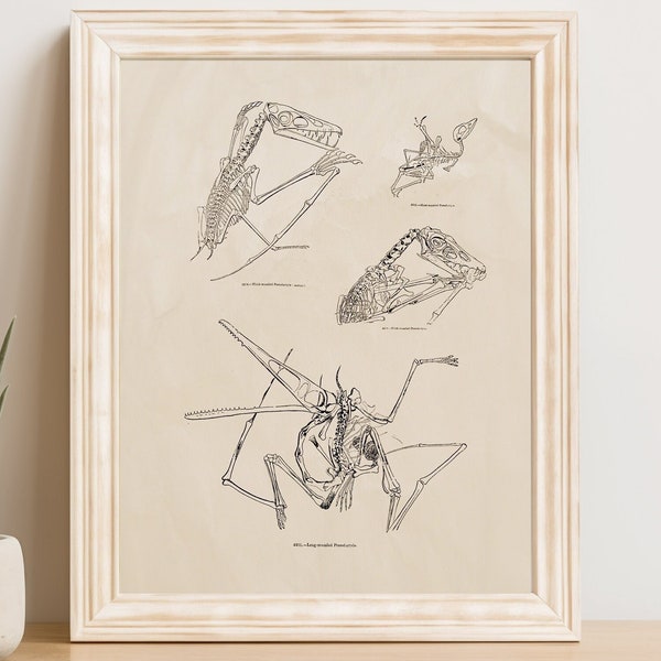 Vintage Pterodactyl Fossil Anatomy Early Paleontology 1800s Science Illustration Printable Instant Download Image Clip Art