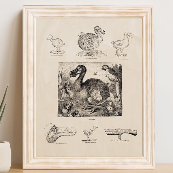 Vintage Dodo Bird des années 1800 Science Illustration Image clipart imprimable à téléchargement immédiat