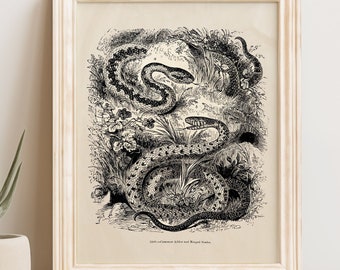 Vintage Adder and Ringed Snake 1800s Science Illustration Printable Instant Download Image Clip Art
