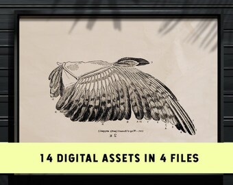 Vintage Avian Anatomy Print Set: 1800s Science Illustration (Digital Download)