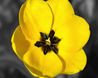 Art mural tulipe jaune à imprimer – Décoration botanique apaisante