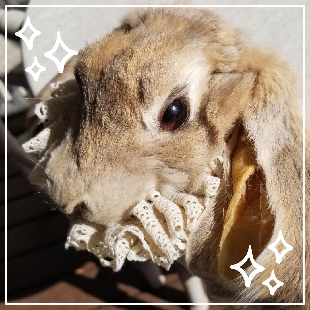 Rabbit Head Taxidermy Real Bunny Taxidermy Curiosity Gothic Oddity - Etsy