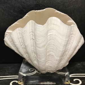 1970 Giant Clam Shell Specimen On Museum Quality Acrylic Base