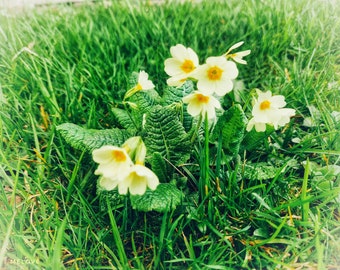 Schlüsselblumenblüten | Teemischung | Heilkrautmischung | Heilkräuter | Magische Kräuter | unbehandelt | natürlich | luftgetrocknet