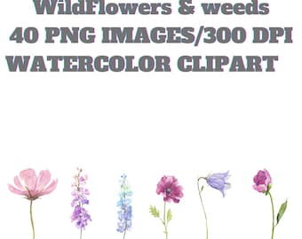 Watercolor Wildflower Clipart Bundle PNG|Botanical Floral Clip Art  Boho Flower Graphics | Transparent PNG | Commercial Use Digital Download