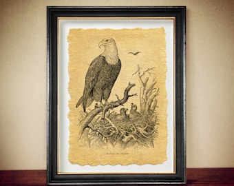 Adler - Symbol für Stärke, Mut und Unsterblichkeit, Amerikanischer Adler Druck - Retro Kunst für Klassische Wildtier Dekoration, Vogel Poster #26