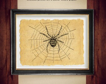 Araña: símbolo de paciencia y perseverancia. Impresión de araña en una telaraña. Arte vintage de araña para decoración del hogar. Ilustración de insectos n.° 24.