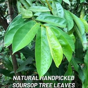 Organic SourSop Leaves Jamaica