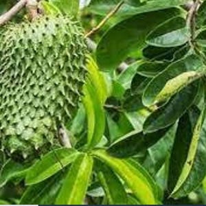 Jamaican Organic Soursop leaves Dried