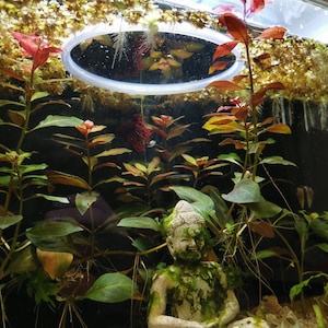 Könnte beinhalten: Eine kleine, mit Moos bedeckte Buddha-Statue sitzt in einem bepflanzten Aquarium mit roten und grünen Pflanzen. Das Aquarium hat eine kreisförmige Leuchte über den Pflanzen.