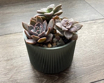 DIY Succulent Kit - Large w/pot & tools