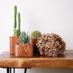 Pode incluir: Uma coleção de suculentas em vasos e um arranjo de flores secas sobre uma mesa de madeira. As suculentas incluem um cacto alto, uma planta zebra e um pequeno cacto redondo, todos em vasos quadrados de madeira. A flor seca é marrom claro.