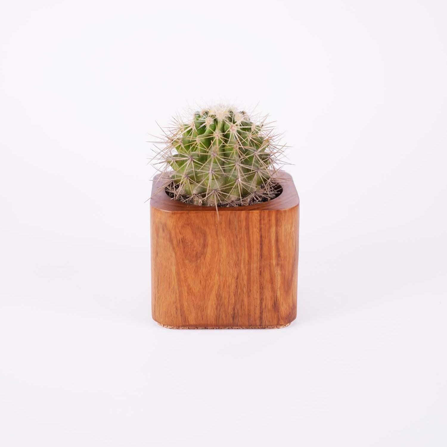 Jardinière rectangulaire moyenne