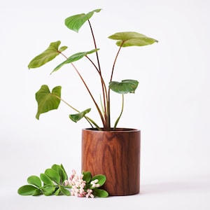以下が含まれることがあります： 大きなハート型の緑の葉と赤褐色の茎を持つ鉢植えの植物。 植物は、濃い木目を持つ円筒形の木製の鉢に入っています。 緑の葉と小さなピンクの花の小枝が鉢の近くにあります。