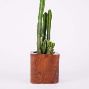 May include: A green cactus plant in a square, wooden planter. The cactus has multiple tall, slender stems and is a vibrant green color. The planter is a rich, dark brown with visible wood grain, creating a natural aesthetic. The background is plain white.