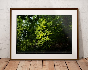 Botanical Leaf Photo: Umbria Nature Wall Art (Digital Download)
