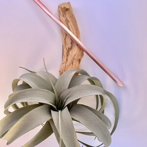 May include: A light green air plant with long, thin leaves sits on a piece of driftwood. A rose gold metal straw is placed diagonally across the plant and driftwood.
